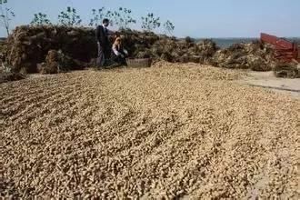 收花生视频,视频记录田间喜悦