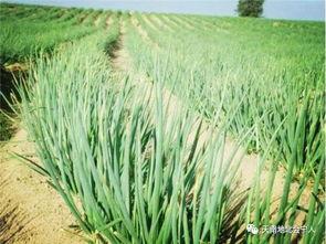 红葱种植技术视频教程,视频教程精华概述
