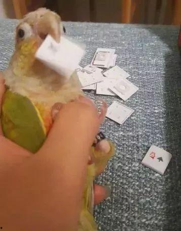 鹦鹉与主人吵架视频,上演真实版“鸟语伦伦”